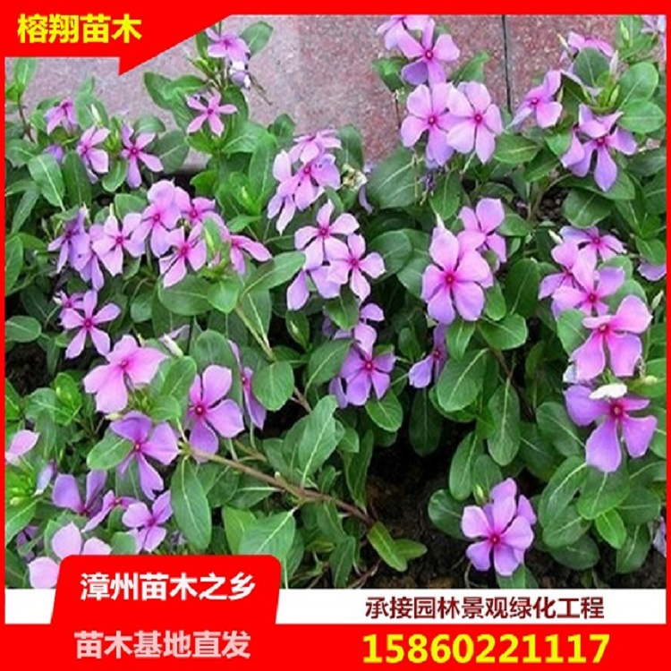 漳州基地直銷長(zhǎng)春花多種花色紫花紅花白花黃花帶土球小苗