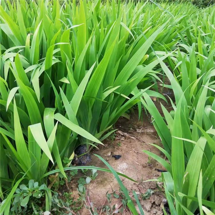 蓝花鸢尾价格、种植基地、销售、批发电话【青州市沐辉园艺有限公司】图片