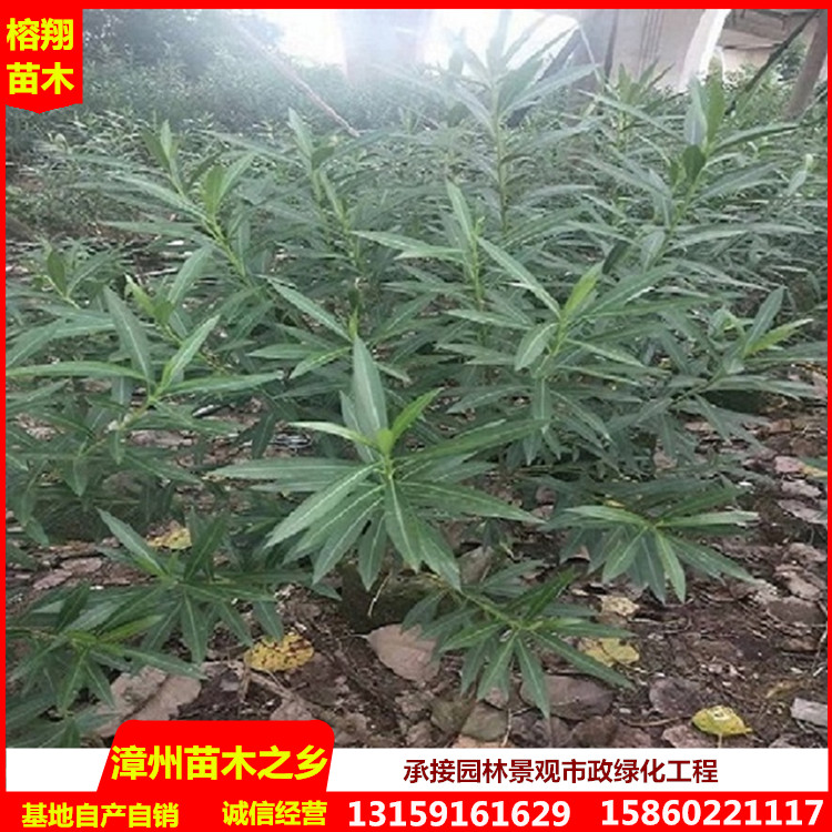 夹竹桃基地直供园林灌木花卉袋苗树苗花卉盆栽规格齐全图片