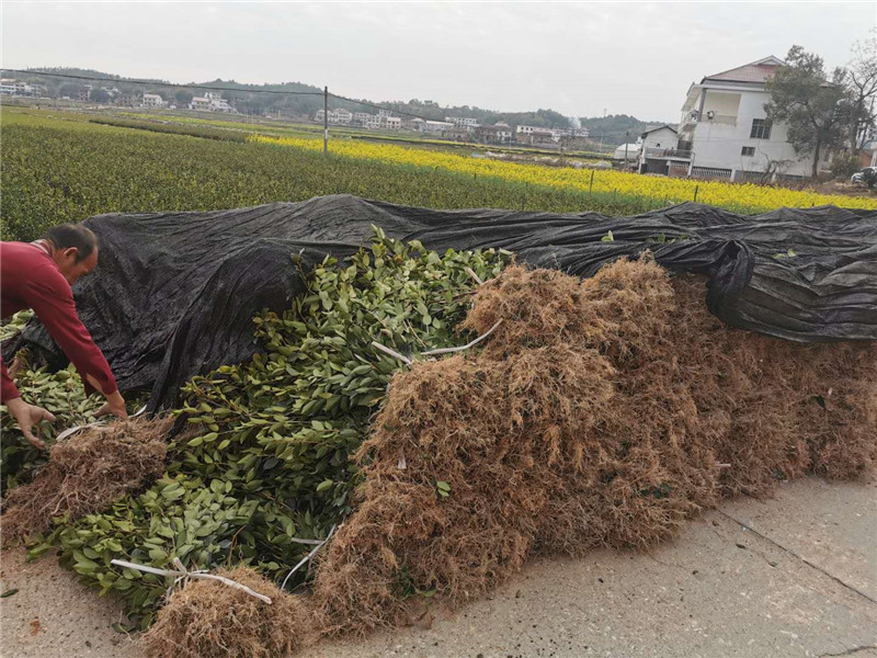 广东二年生裸根茶苗图片