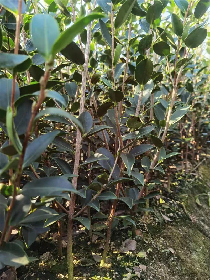 两年生油茶树大杯苗种植基地、出售、价格、热卖【湖南天荣苗木培育专业合作社】