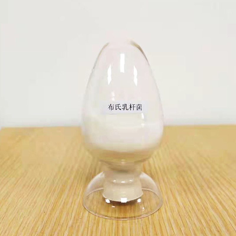 布氏乳桿菌圖片