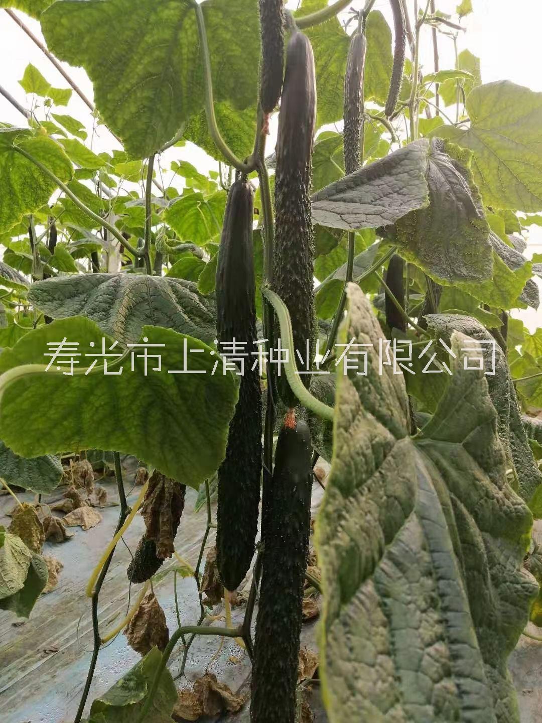 乾德德润黄瓜种子苗子价格 德润A10黄瓜图片