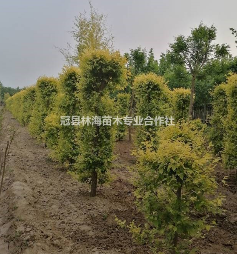 金葉榆圖片