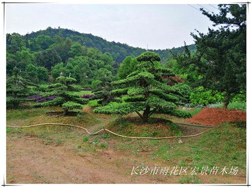 浏阳临水造型罗汉松,湖南造型罗汉松靠谱找宏景轩图片