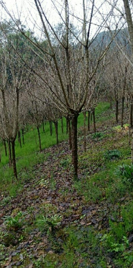 二公分的速生櫻圖片