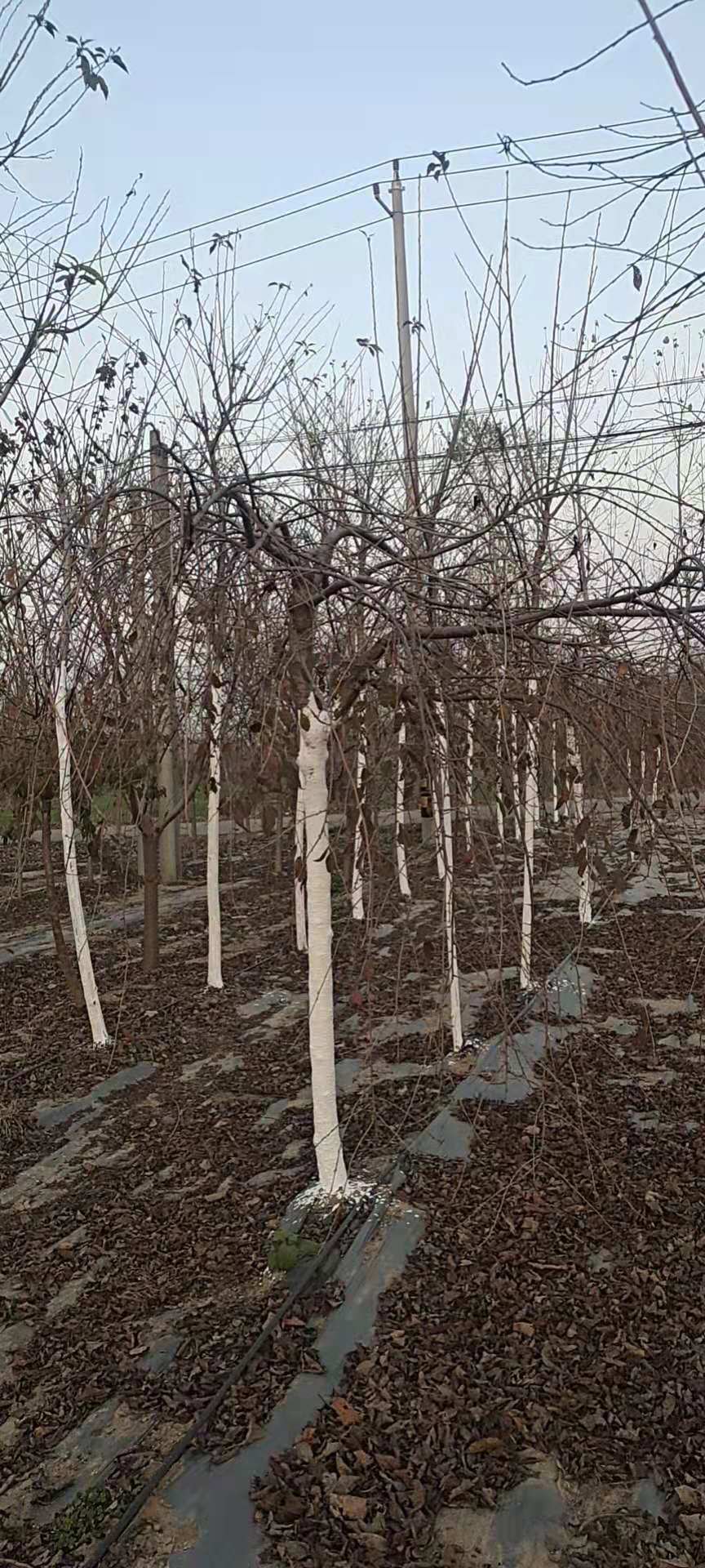 红锤樱花哪里好 红锤樱花厂家图片