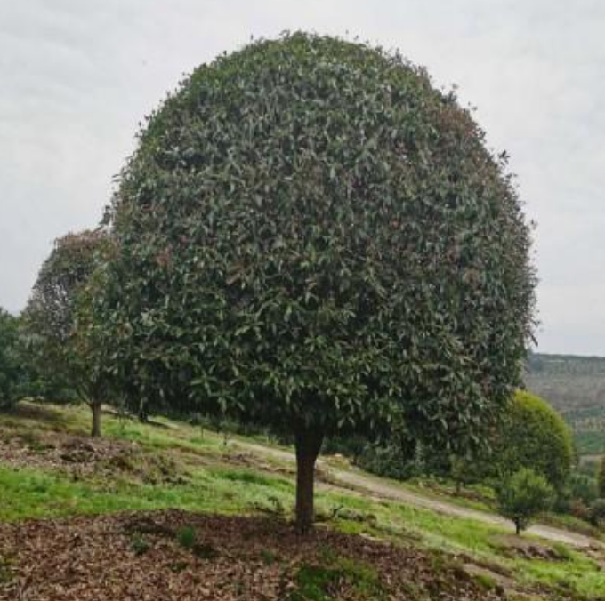 出售桂花树 桂花树基地 桂花树批发图片