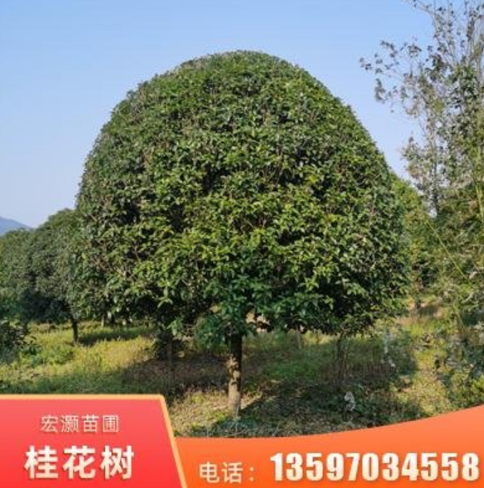 廣西桂花樹10~75公分圖片