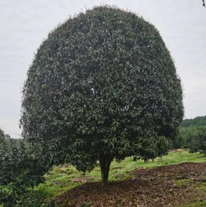 广西桂花树 桂花树批发 桂花树苗 精品桂花树