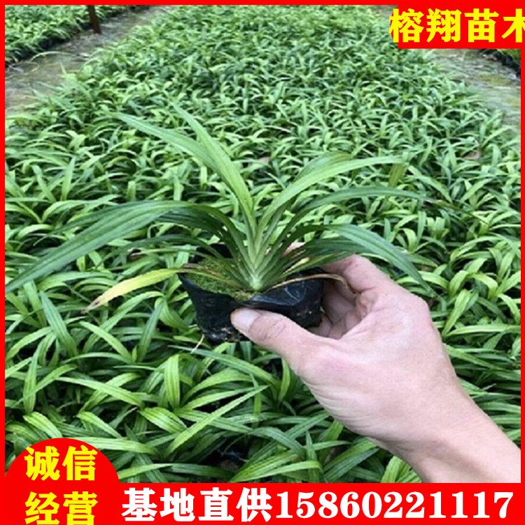 現(xiàn)貨吉祥草圖片