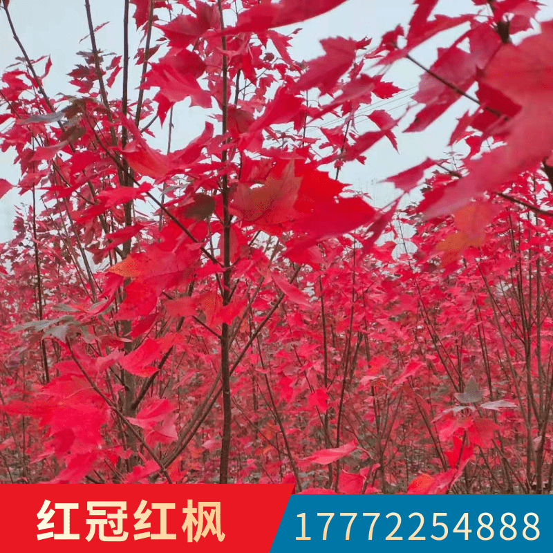 紅楓苗木圖片/紅楓苗木樣板圖 (2)