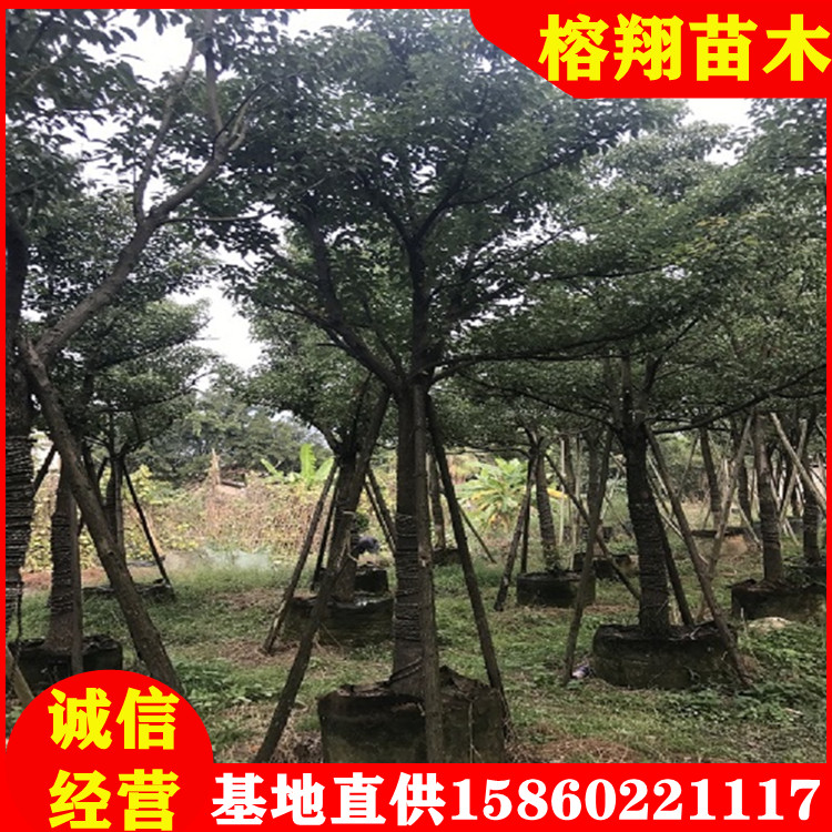 全冠香樟树批发米径10-30移植苗多杆香樟基地大量现货直供图片