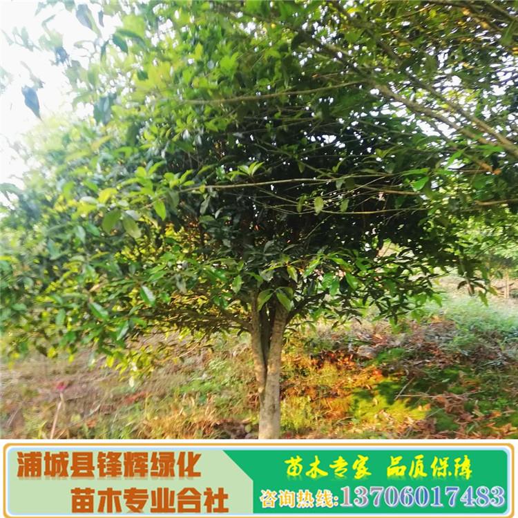 福建桂花树基地批发-丹桂树苗价格图片