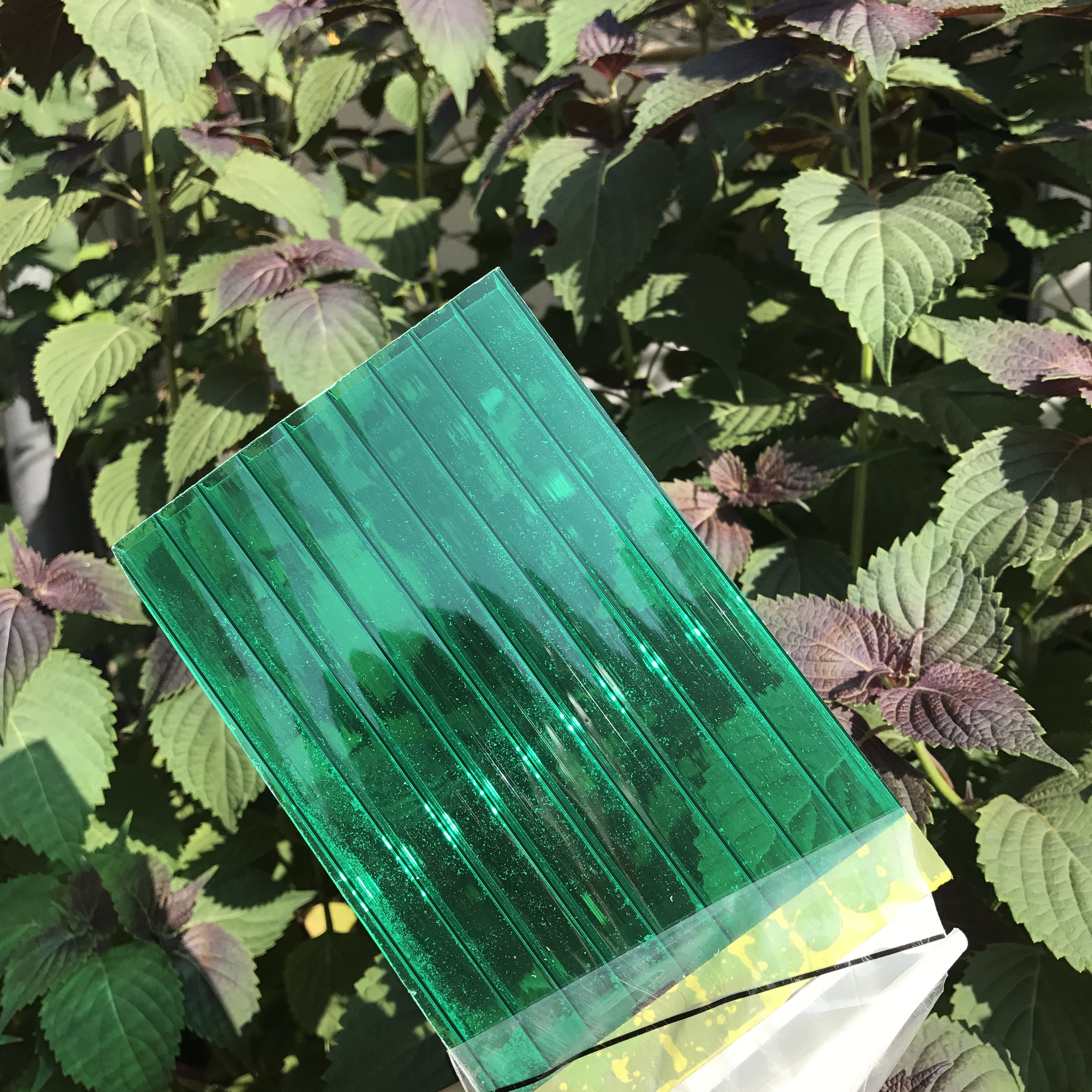 草綠陽光板圖片/草綠陽光板樣板圖 (1)