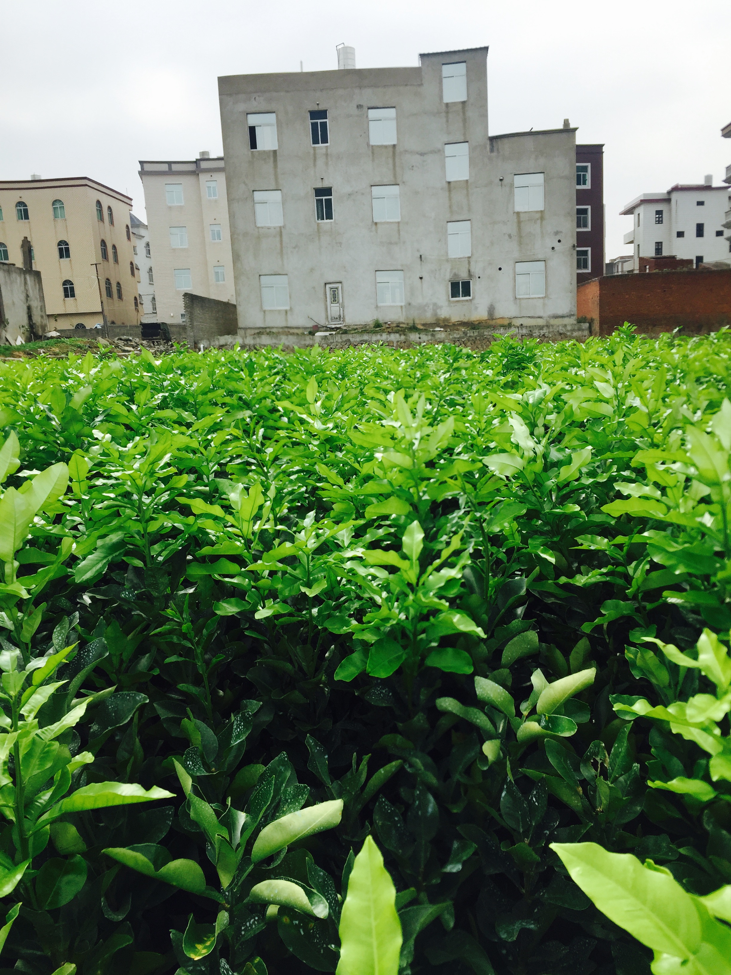 红心柚子苗供应-多少钱一颗-基地-福清市龙田茂盛果苗场图片