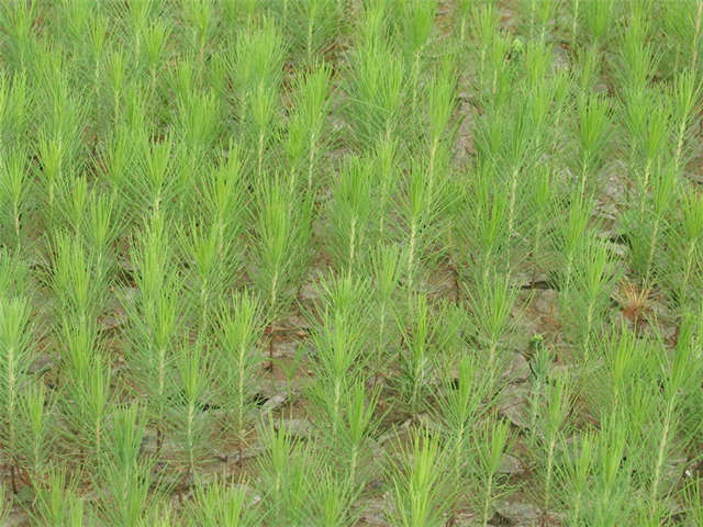 濕地松報價 濕地松哪里有