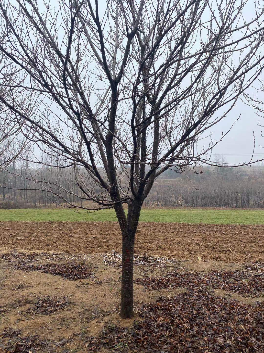 青島櫻花圖片/青島櫻花樣板圖 (4)