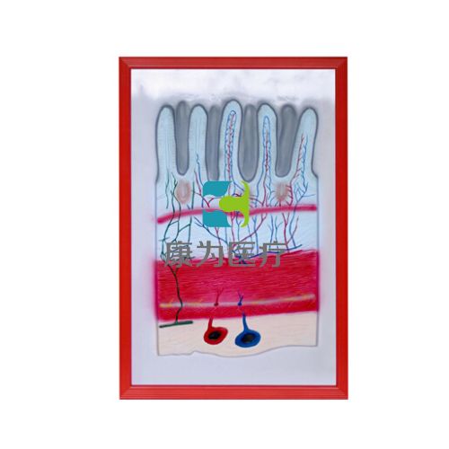 消化道放大浮雕模型