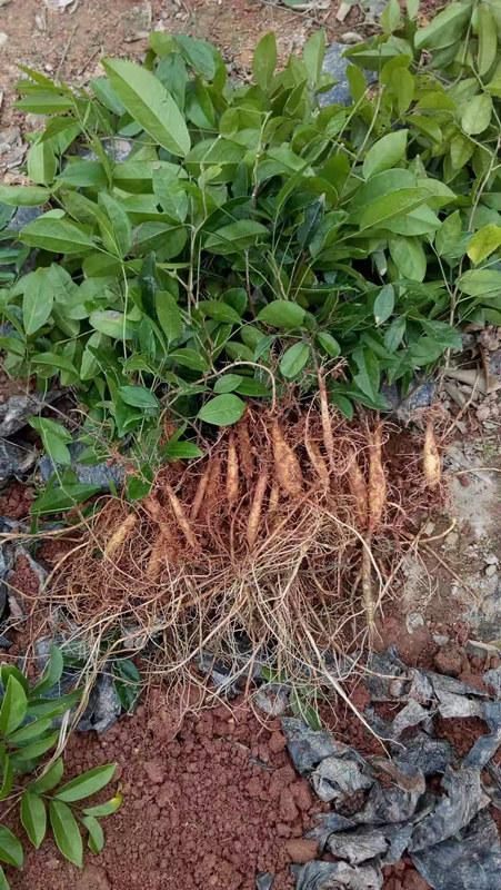 广西牛大力苗厂家  广西牛大力苗供应商  广西牛大力苗种植基地  广西牛大力苗哪家好 广西牛大力苗批发电话图片