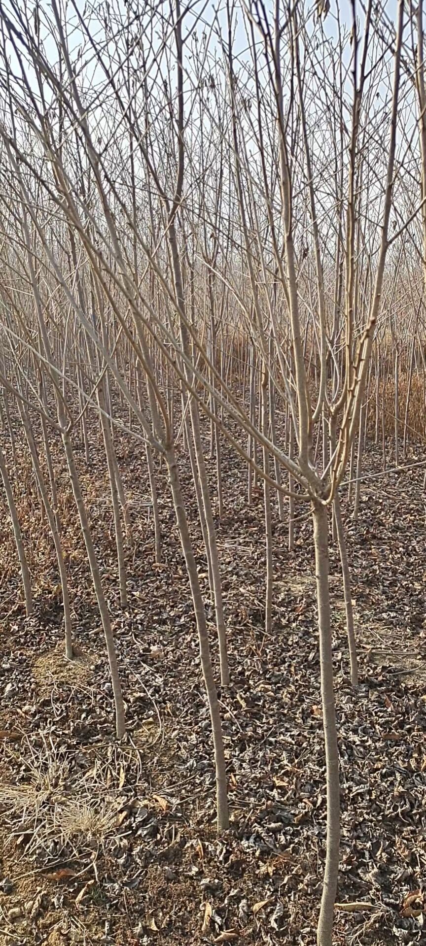 青岛樱花高杆小苗