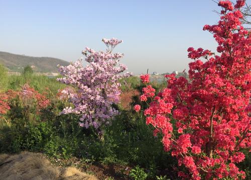 映山红樱花苗种植基地、销售、多少钱、电话 【南阳市南召县绿园苗木基地】图片