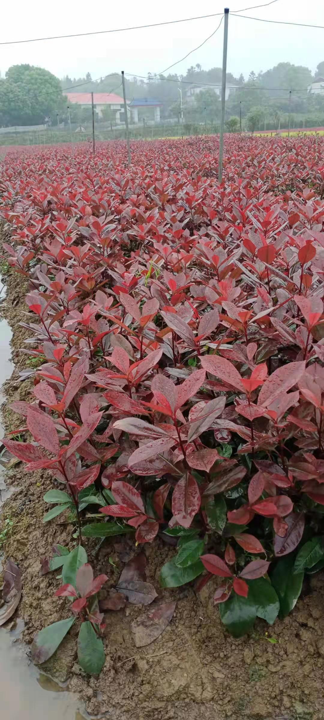 湖南红叶石楠哪里有卖培育基地销售电话 行道树种植观赏图片