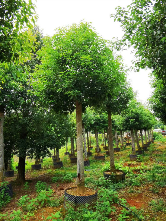 湖南香樟哪里有卖种植基地大量供应出售电话图片