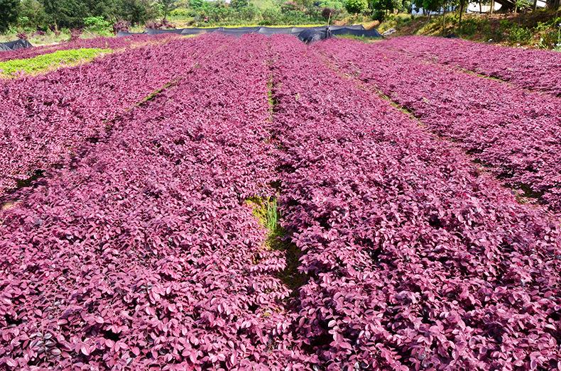 四川红花继木地苗基地批发培育园供应销售热线