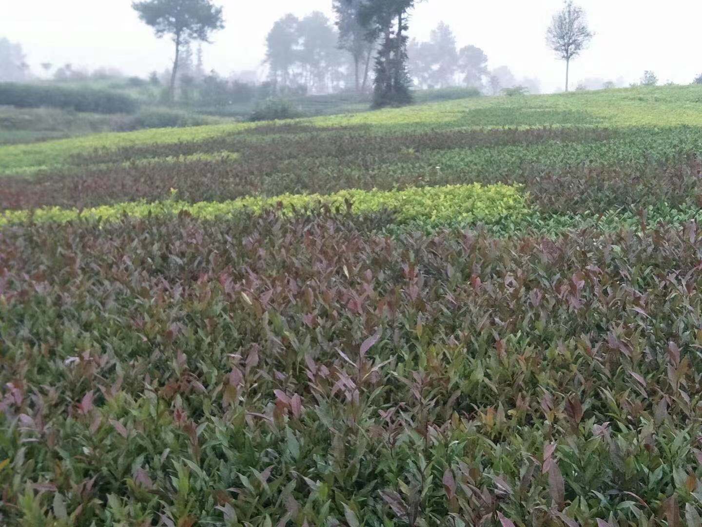 武威市中茶108茶苗价格-中茶108茶苗价格、黄金茶苗价格 湖南中茶108茶苗价格 武威市中茶108茶苗价格