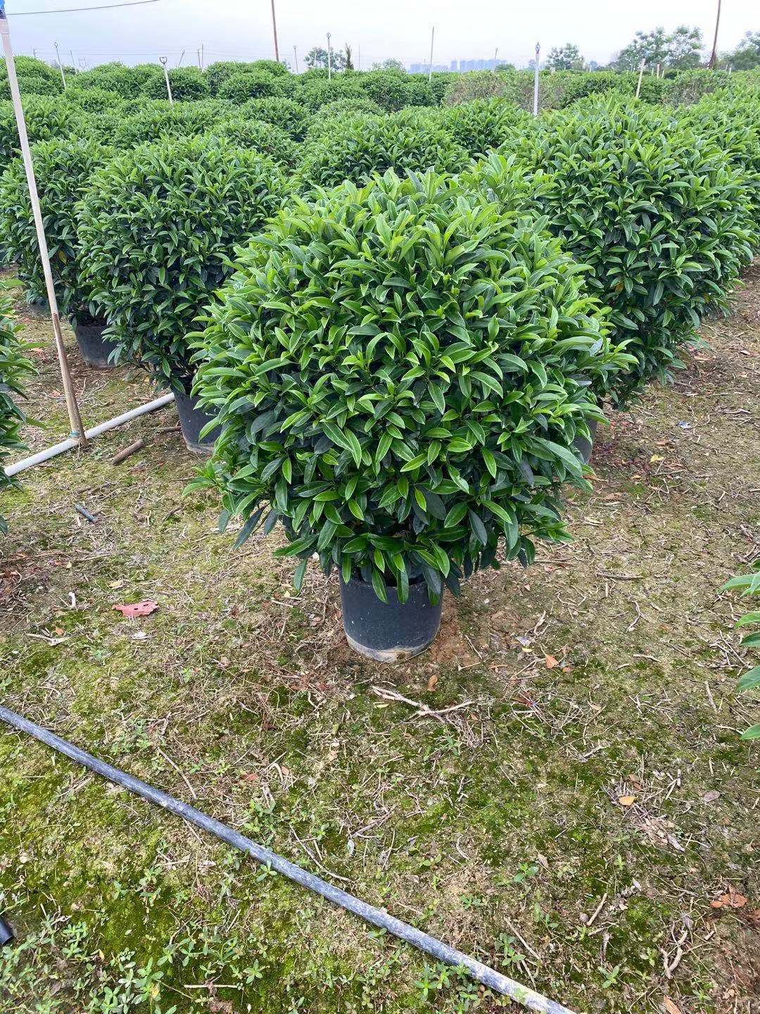 广东非洲茉莉球基地直销 非洲茉莉球电话