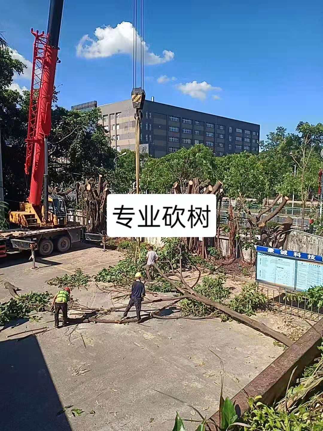 东莞树木修剪工程队伍价格 东莞树木修剪电话图片