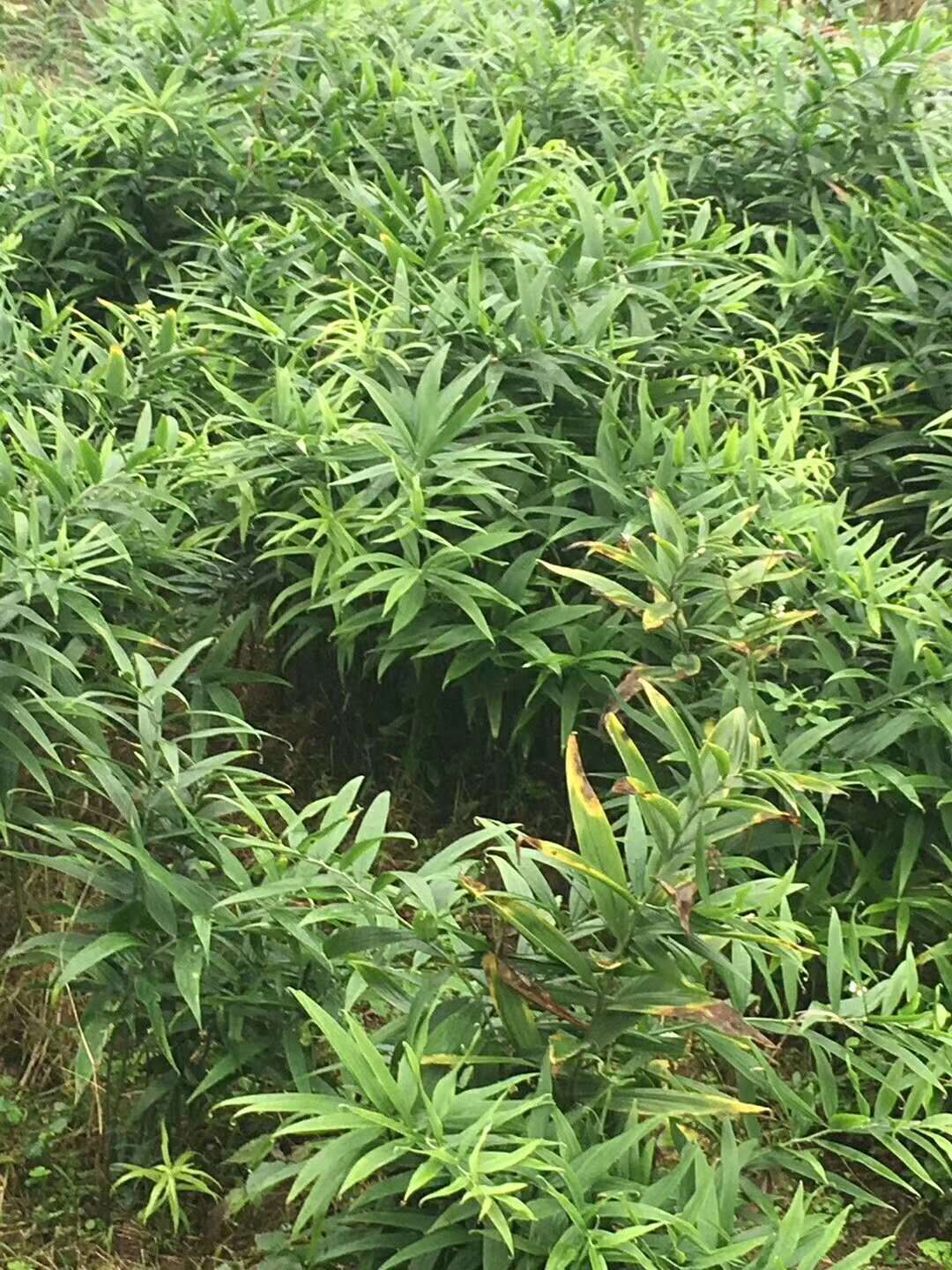 藥種植，黃精種苗1毛/株圖片/藥種植，黃精種苗1毛/株樣板圖 (2)
