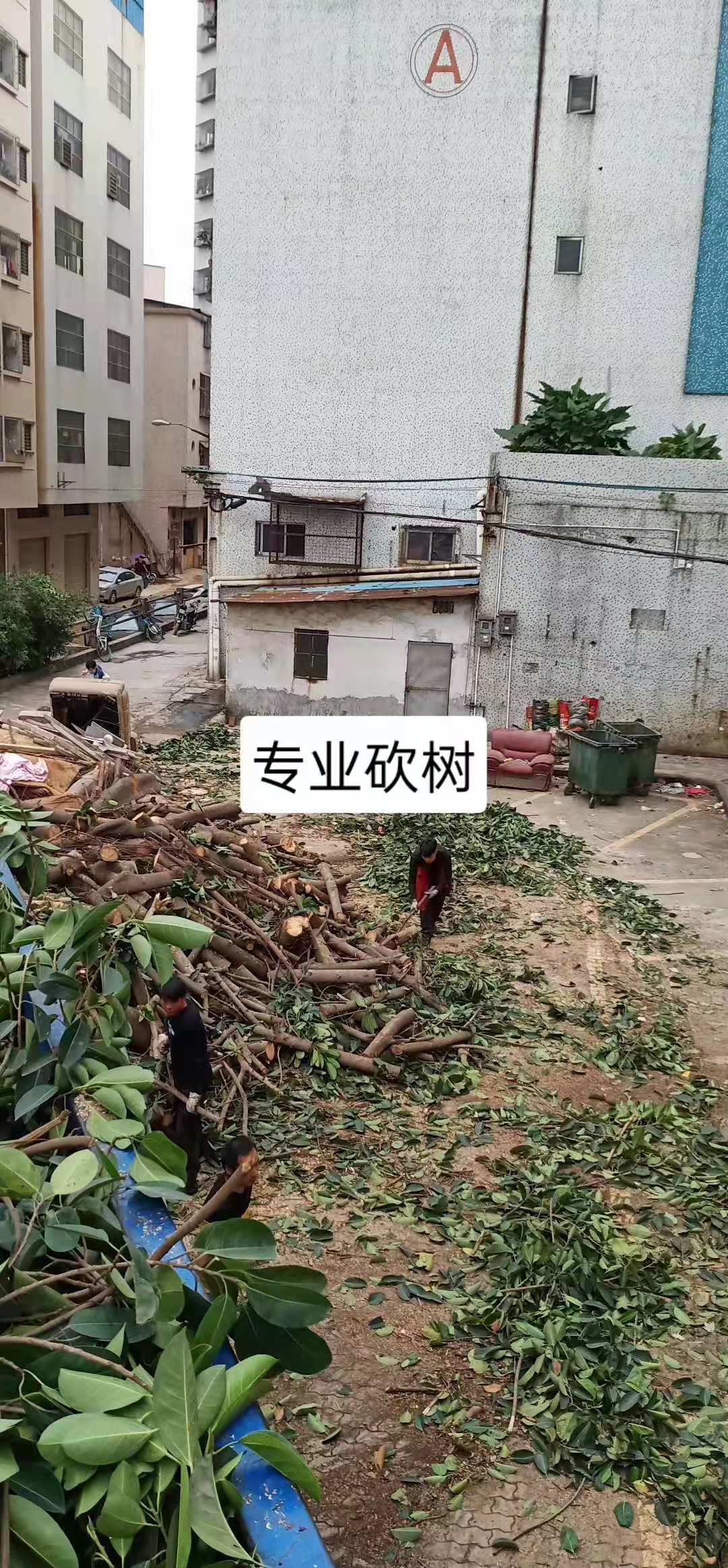 砍树修树伐树树叶清运工程队