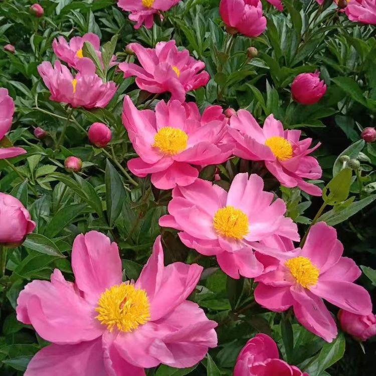 白芍芽种植技术