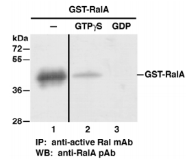 RalA Activation Assay Kit |RalA Assay Kit图片