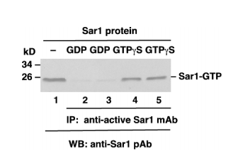 Sar1 Activation Assay Kit Sar1 kit活性检测试剂盒图片