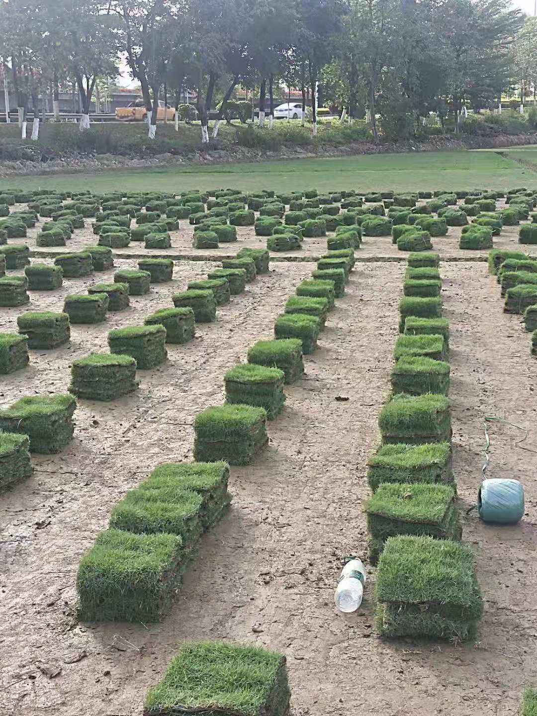 马尼拉草卷多少钱  马尼拉草卷大量销售图片