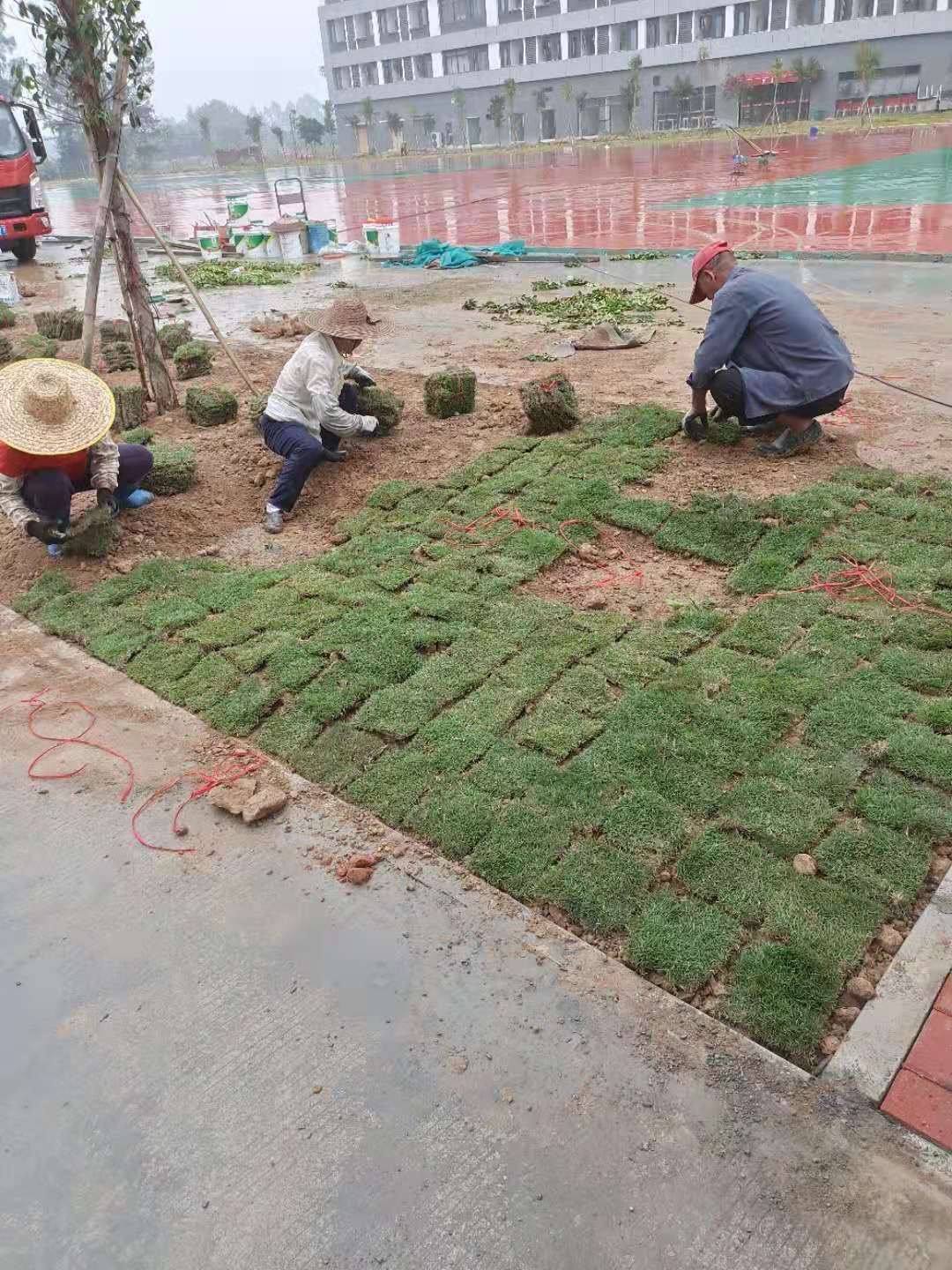 臺灣草塊批發(fā)價格圖片