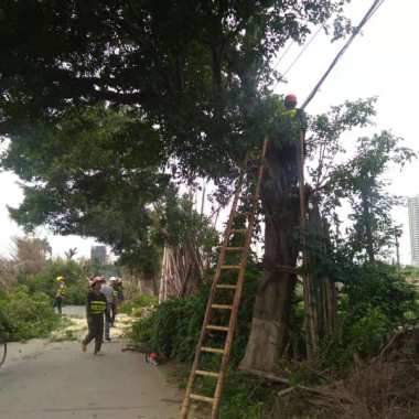 佛山市佛山承接砍树绿化厂家承接砍树绿化电话 广东承接砍树绿化 佛山承接砍树绿化 广州佛山承接砍树绿化