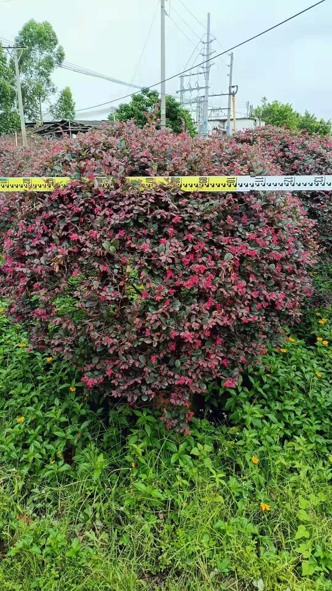 基地供应红花继木 造型红继木 红花继木球庭院花卉绿化红花继木桩图片