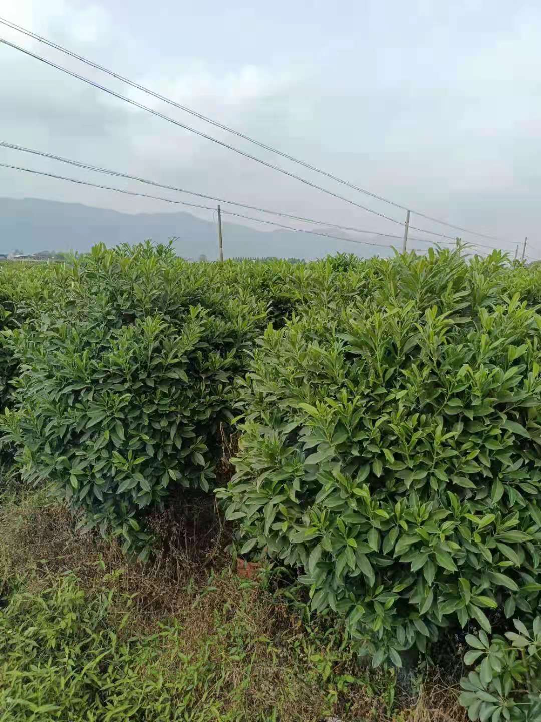 佛山市非洲茉莉厂家非洲茉莉报价 非洲茉莉小苗 白色茉莉 大量批发