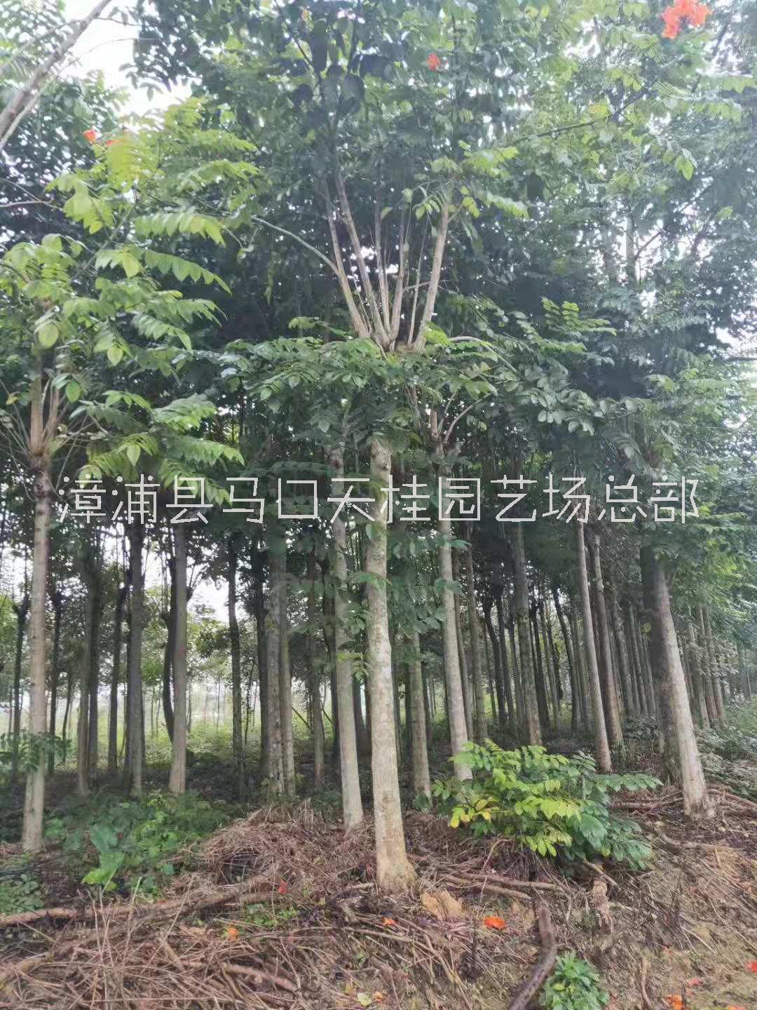 火焰红 酸叶石楠 工程绿化苗木花木 地被植 火焰木图片