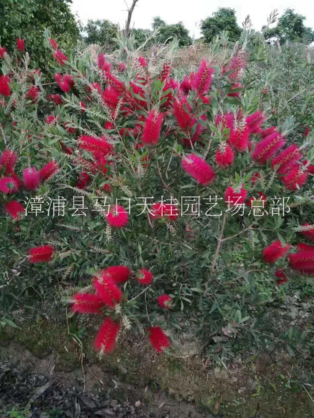 美發(fā)紅千層圖片