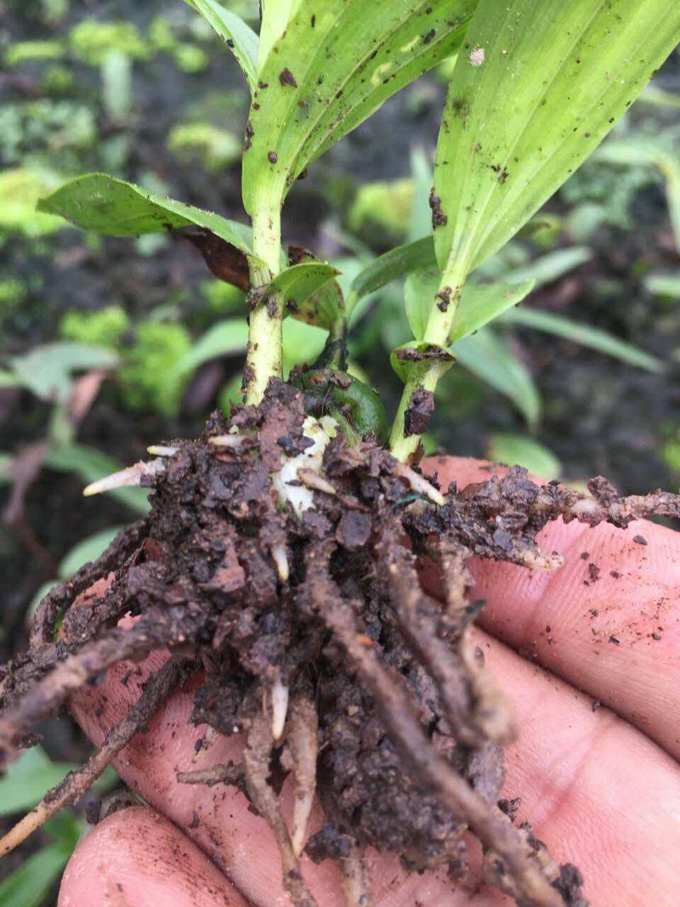 中药材白芨种植基地发苗技术免费图片