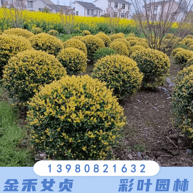 云南金禾女贞批发电话种植基地供应价格绿化工程绿篱色块苗图片