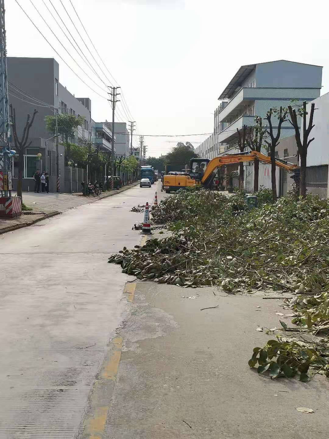 佛山广州砍树价格  砍树修剪 砍树多少钱_方洋园林绿化欢迎咨询图片