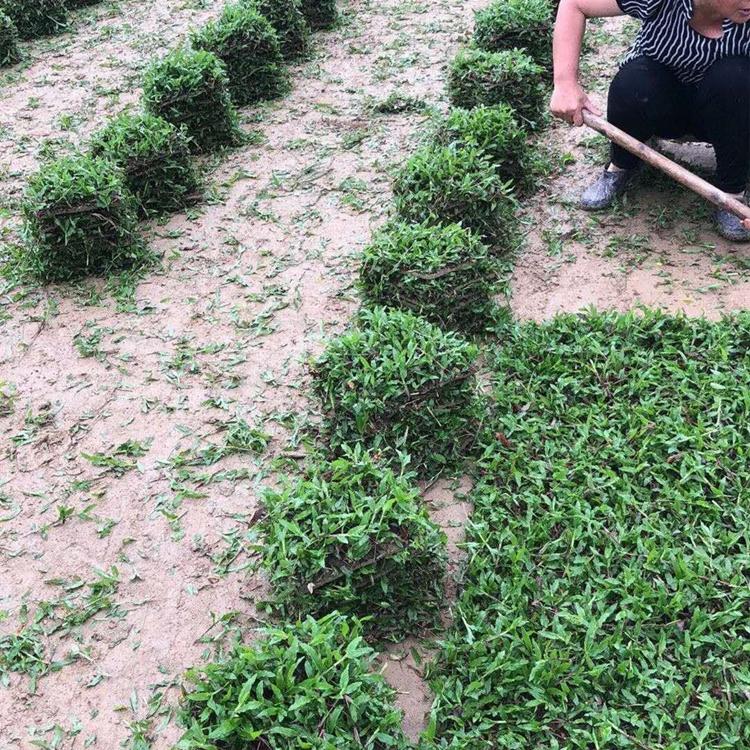 大葉油草皮批發(fā)廠家圖片