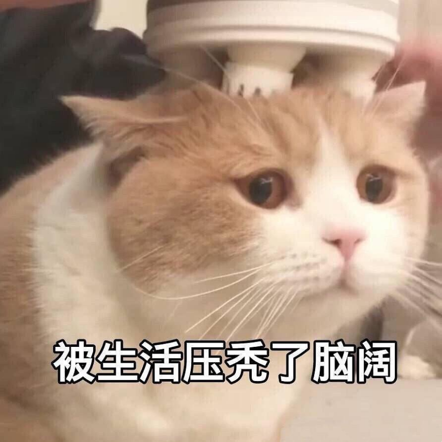 家養(yǎng)圖片/家養(yǎng)樣板圖 (2)