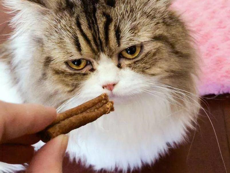 養(yǎng)寵無憂：家養(yǎng)貓不吃飯要注意什么圖片